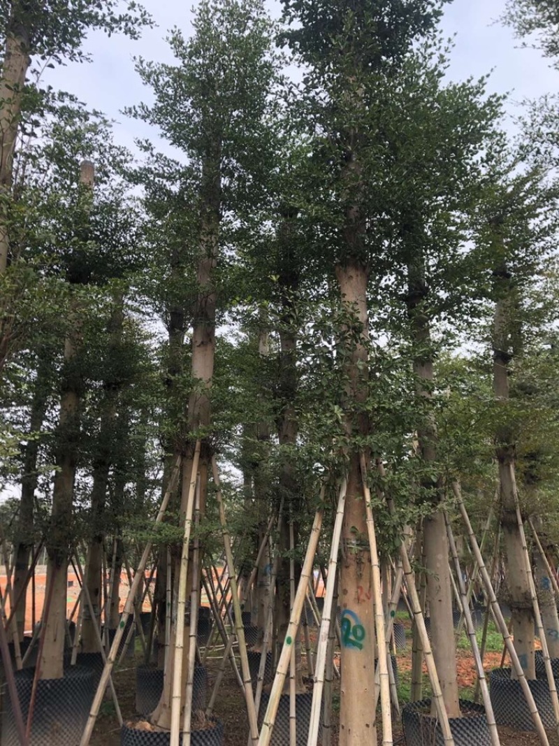大量供应5公分到20公分，小叶榄仁骨架和光杆