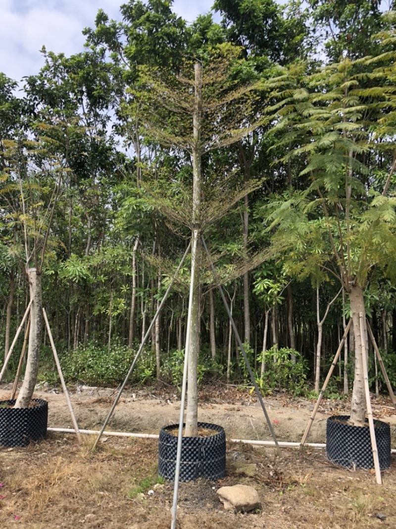 大量供应5公分到20公分，小叶榄仁骨架和光杆