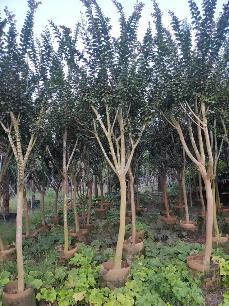 大量小叶紫薇，大量供应3分到8分小叶紫薇