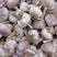 【热卖】金乡大蒜大量供应中，可加工大蒜，质优价廉包质量