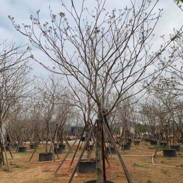 紫花风铃木3公分到15公分多花和绣球,少花