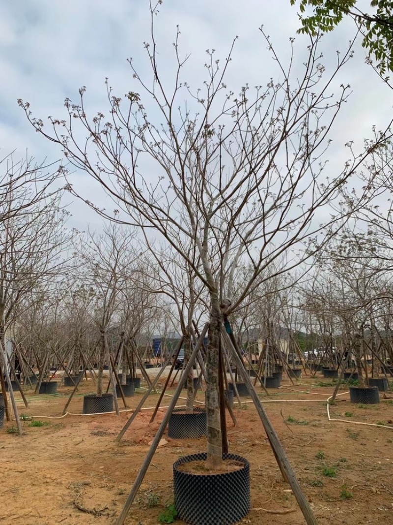 紫花风铃木3公分到15公分多花和绣球，少花
