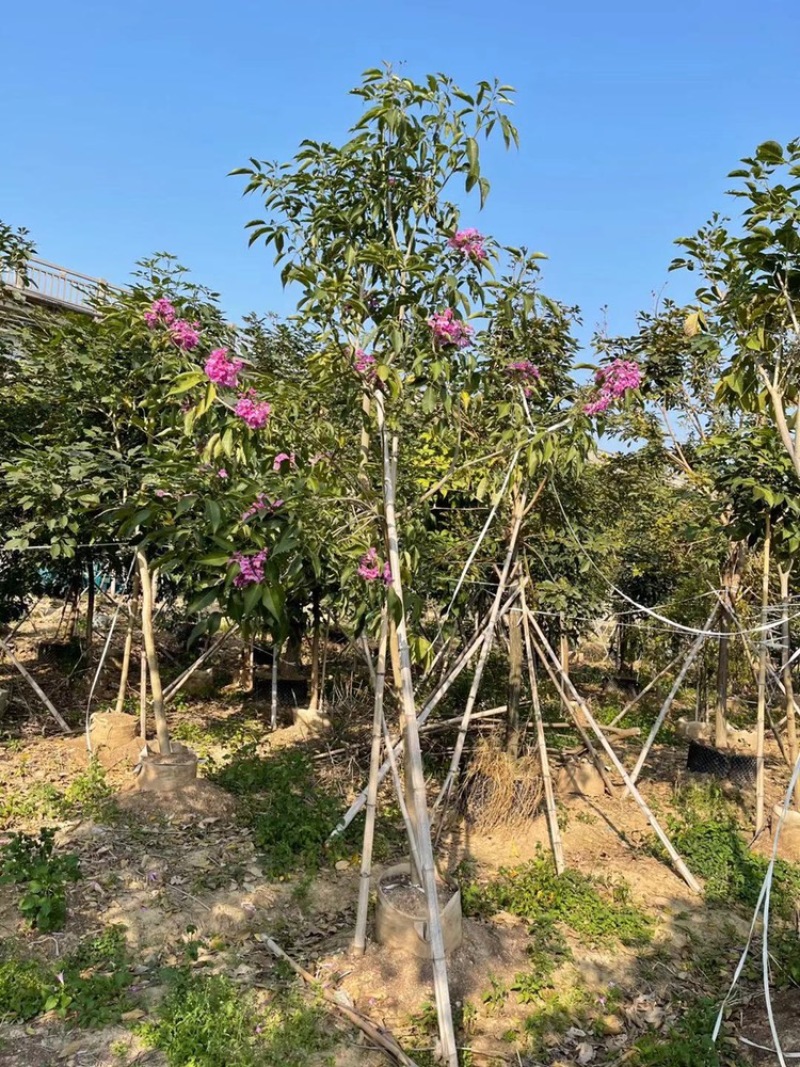 紫花风铃木3公分到15公分多花和绣球，少花