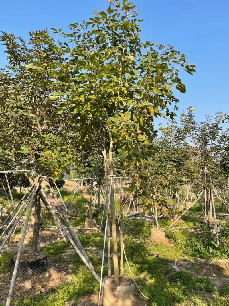 紫花风铃木3公分到15公分多花和绣球，少花