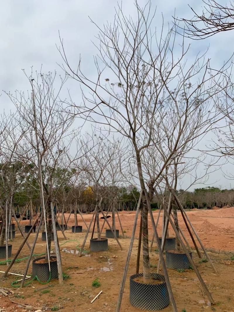 紫花风铃木3公分到15公分多花和绣球，少花