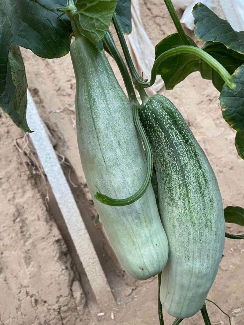 羊角蜜甜瓜山东羊角蜜甜瓜新鲜水果香瓜大量上市