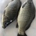 江苏大丰黄金鲫6、7、8、9、10两大量上市