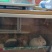 8号精品龙猫，毛丝鼠