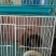 8号精品龙猫，毛丝鼠