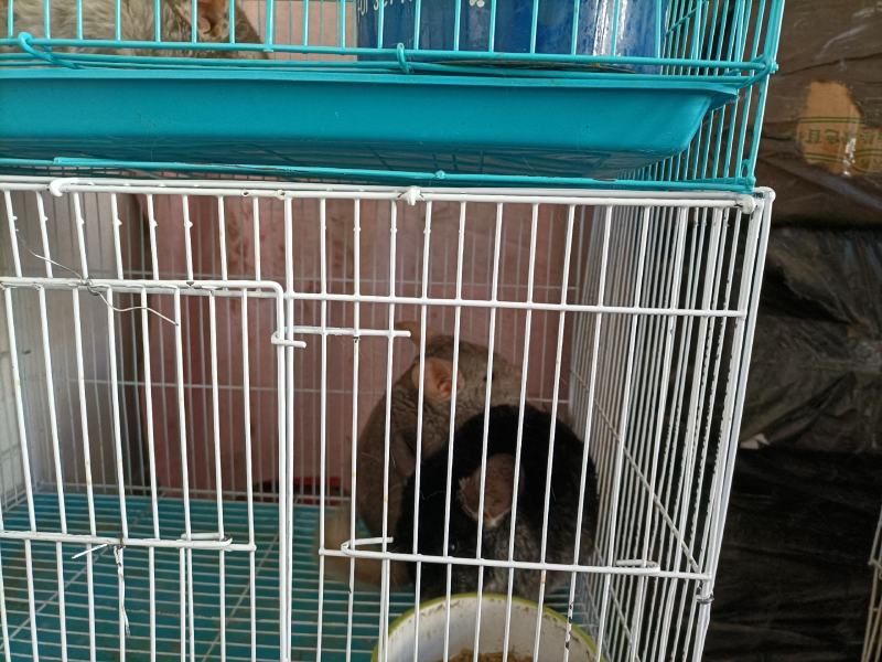 8号精品龙猫，毛丝鼠