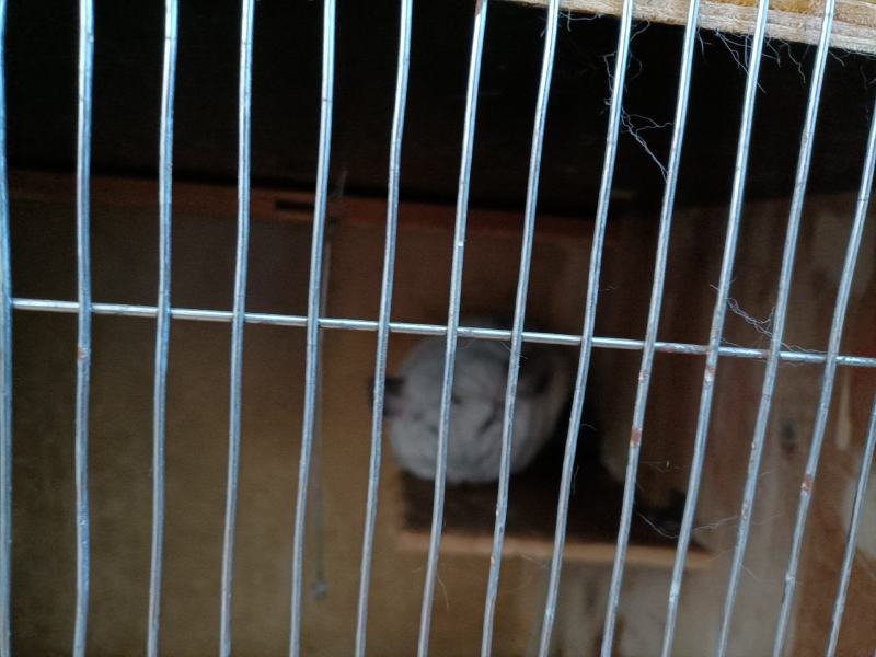 8号精品龙猫，毛丝鼠