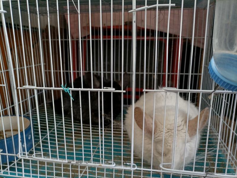 8号精品龙猫，毛丝鼠