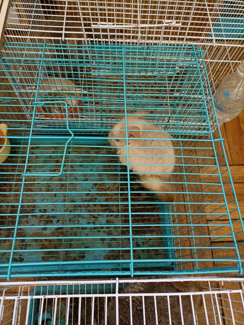 8号精品龙猫，毛丝鼠