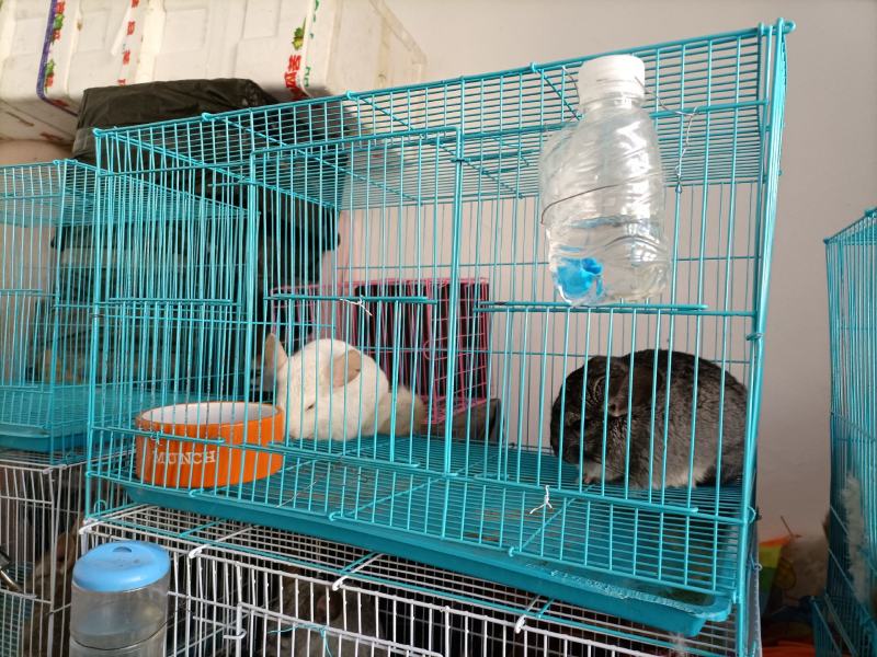 8号精品龙猫，毛丝鼠