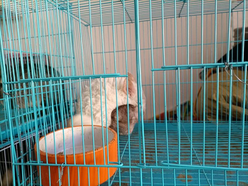 8号精品龙猫，毛丝鼠