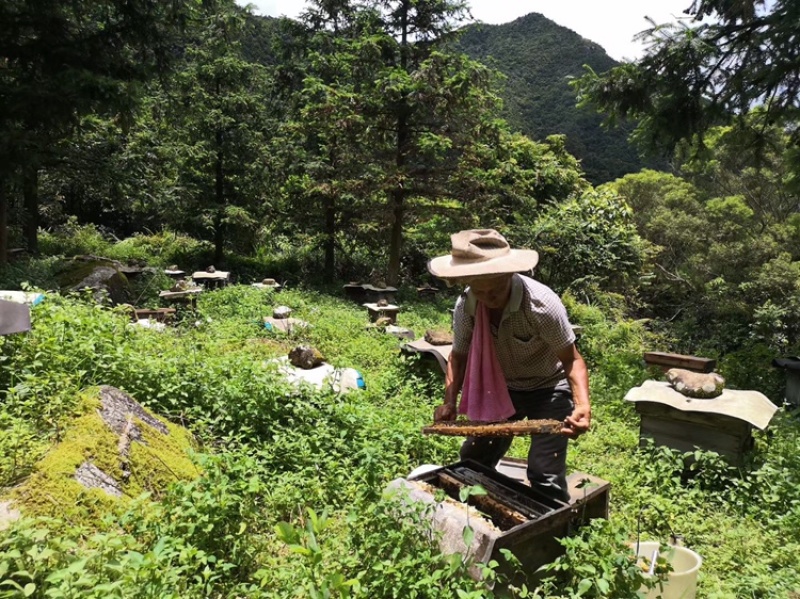 一切美好来自自然，无任何加工的纯生态环境的山区纯蜂蜜