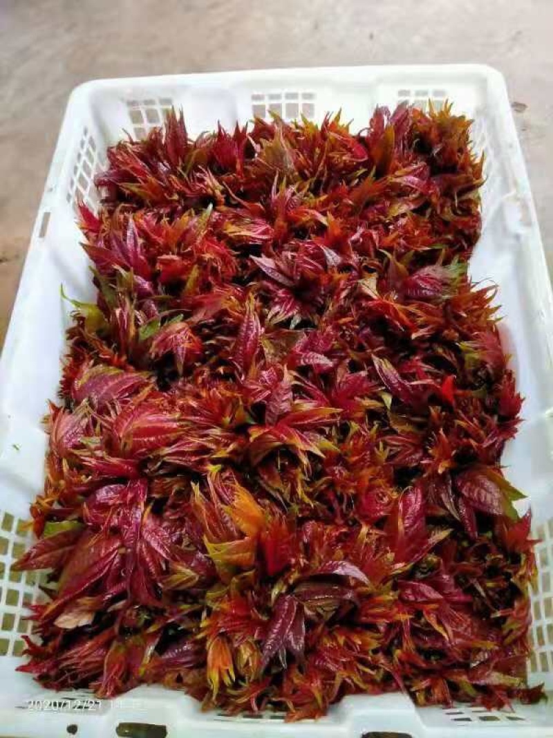 精品香椿芽大量现货天然食材