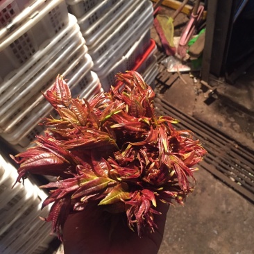 精品香椿芽大量现货天然食材