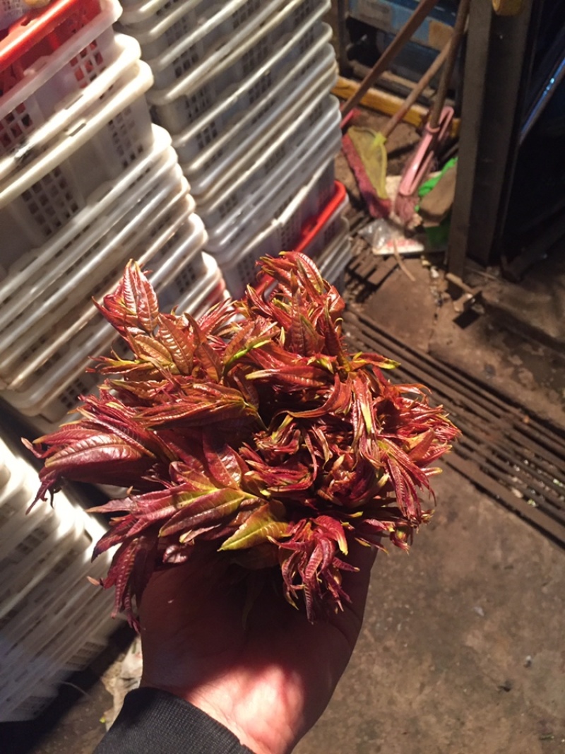 精品香椿芽大量现货天然食材