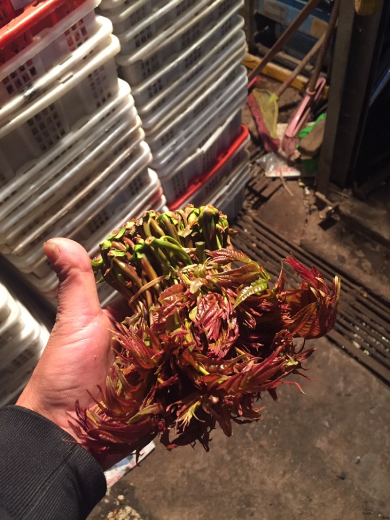 精品香椿芽大量现货天然食材