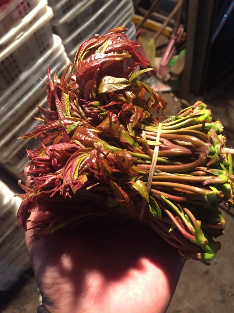 精品香椿芽大量现货天然食材