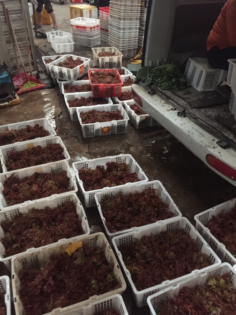 精品香椿芽大量现货天然食材