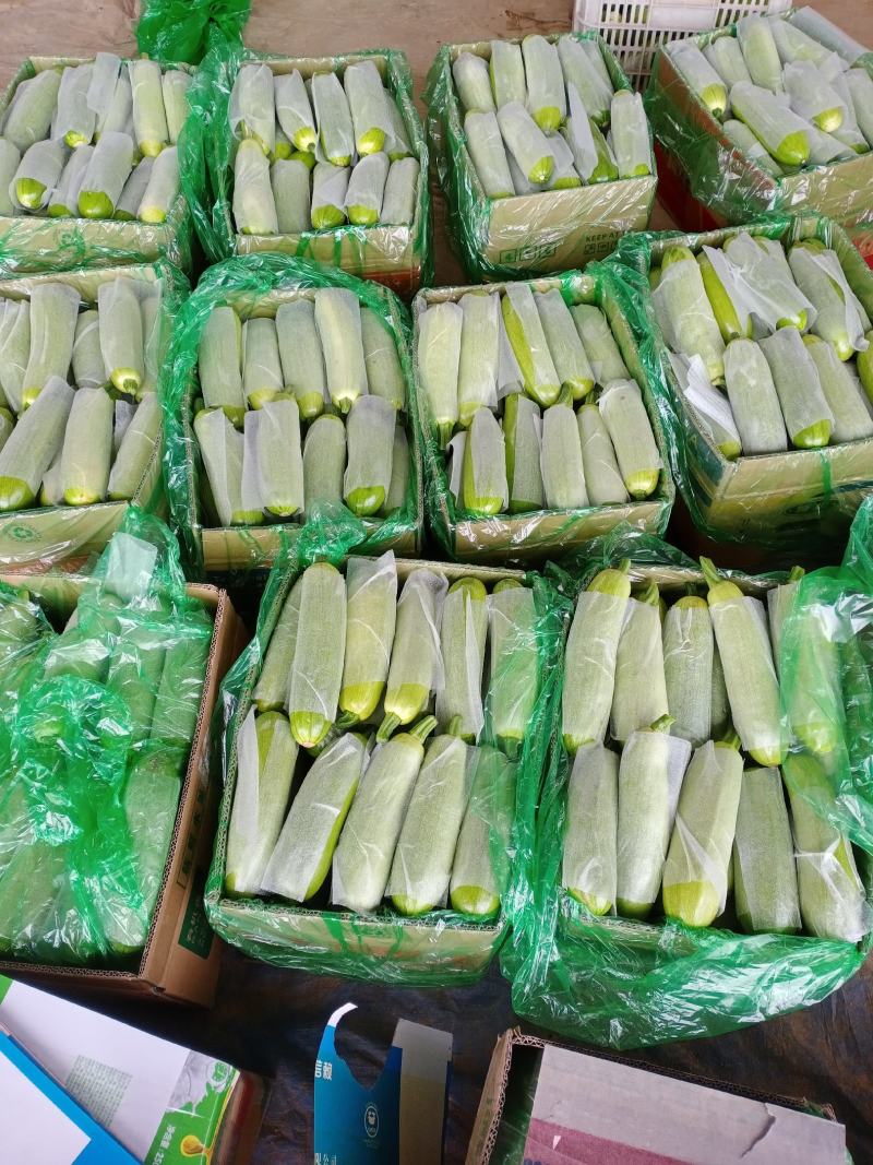 山东聊城绿皮西葫芦产地直供大量现货支持全国发货