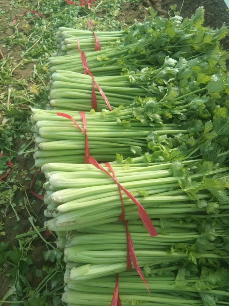 商丘夏邑县优质西芹色泽鲜亮口感清翠，产地供，诚信报价