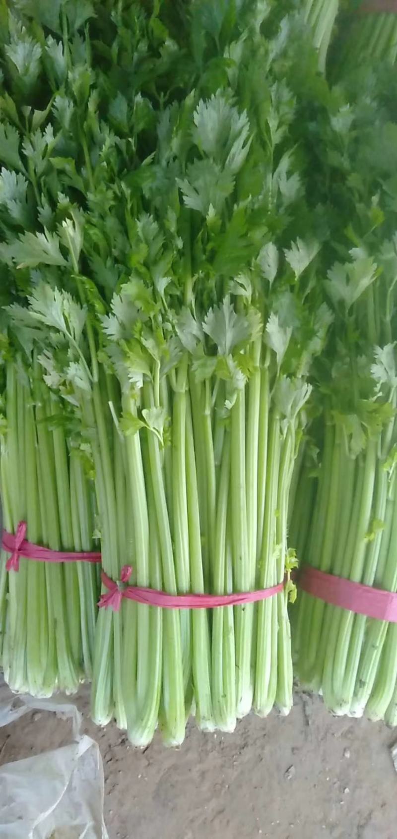 商丘夏邑县优质西芹色泽鲜亮口感清翠，产地供，诚信报价