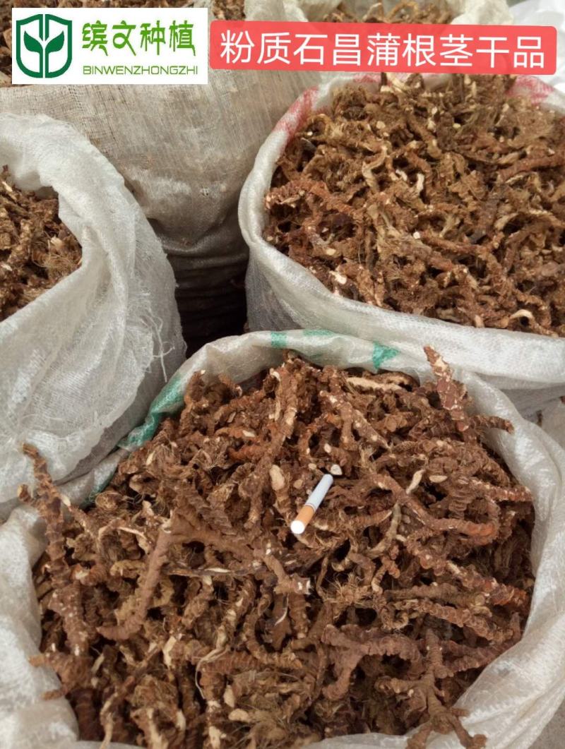 80万株家种驯化石昌蒲种苗出售，产量高，粉质石昌蒲