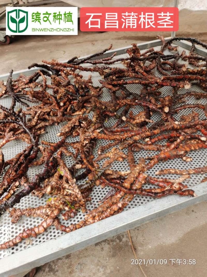 80万株家种驯化石昌蒲种苗出售，产量高，粉质石昌蒲