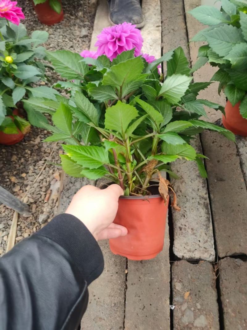 小丽花青州种植基地，多色量大，质量好价格优