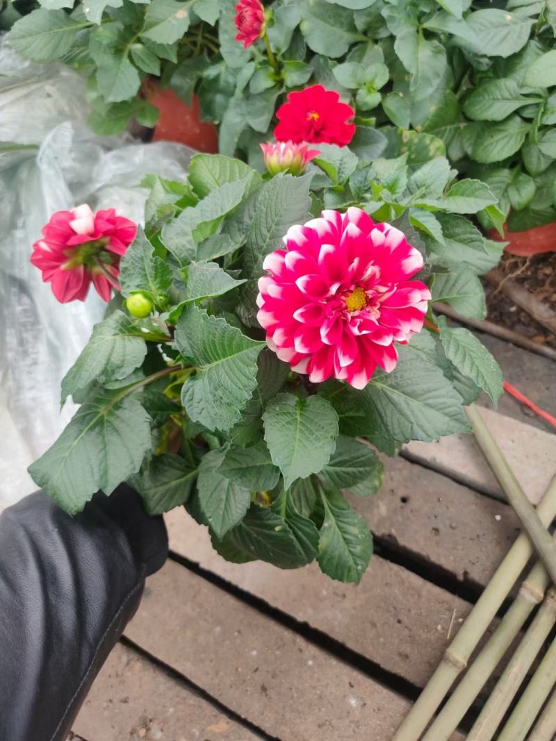 小丽花青州种植基地，多色量大，质量好价格优