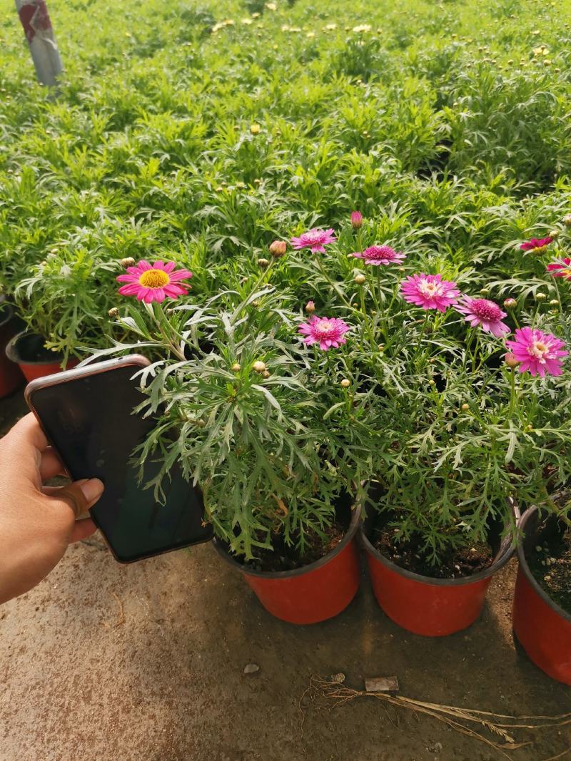玛格丽特，木春菊，木茼蒿，穴盘苗，小杯苗大杯苗全都有