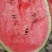 【甜王】精品甜王等品种齐全保质保量诚信经营专业合作社直供