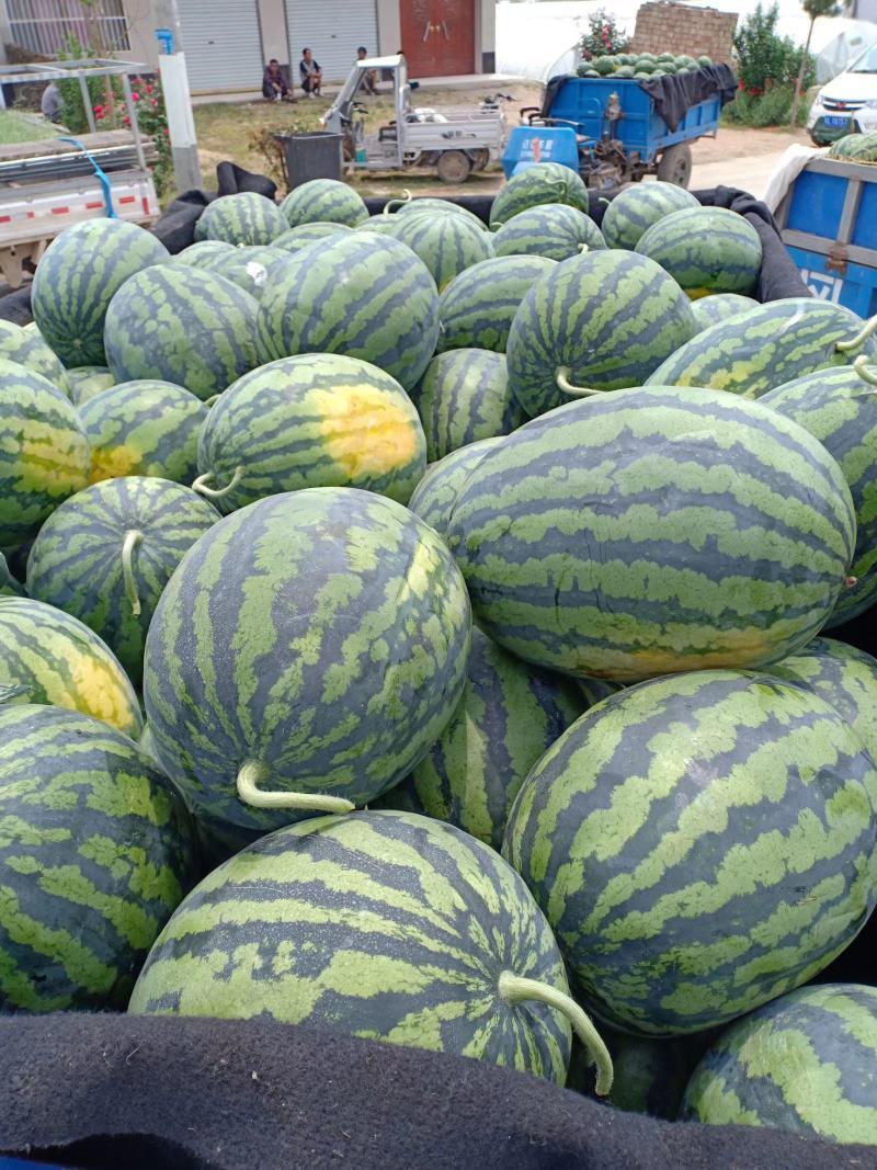 【甜王】精品甜王等品种齐全保质保量诚信经营专业合作社直供