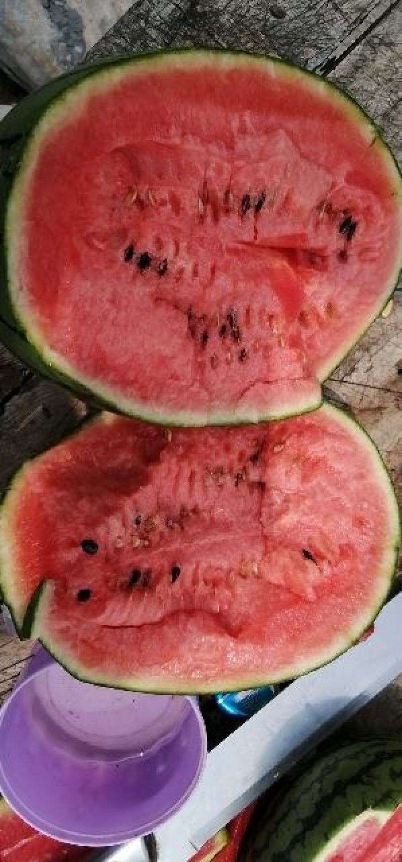 【甜王】精品甜王等品种齐全保质保量诚信经营专业合作社直供