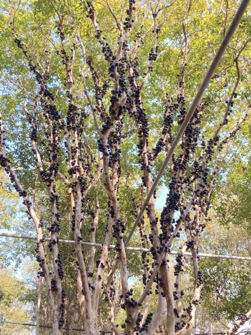 千亩嘉宝果（树葡萄）基地诚邀社区/电商/批发/零售/对接