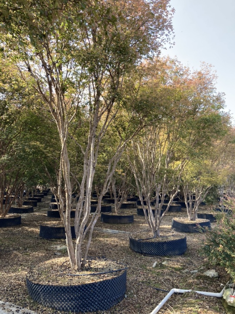 千亩嘉宝果（树葡萄）基地诚邀社区/电商/批发/零售/对接