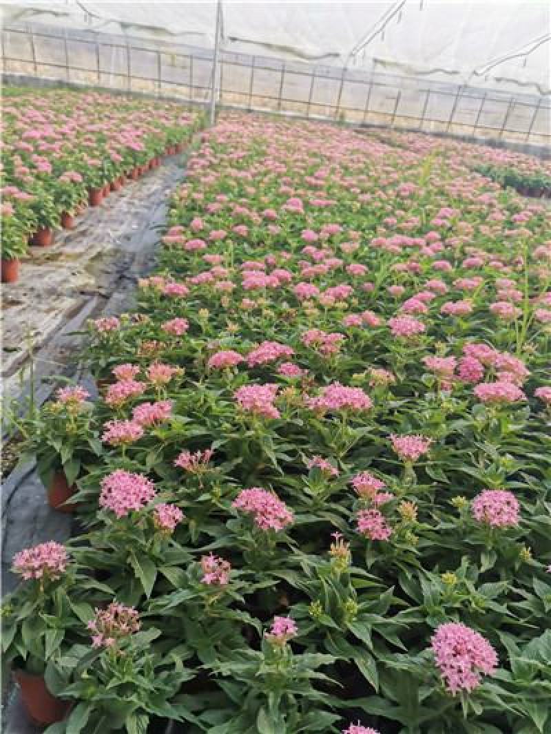 繁星花穴盘苗，五星花穴盘苗，一手货源，大量有货，容器苗