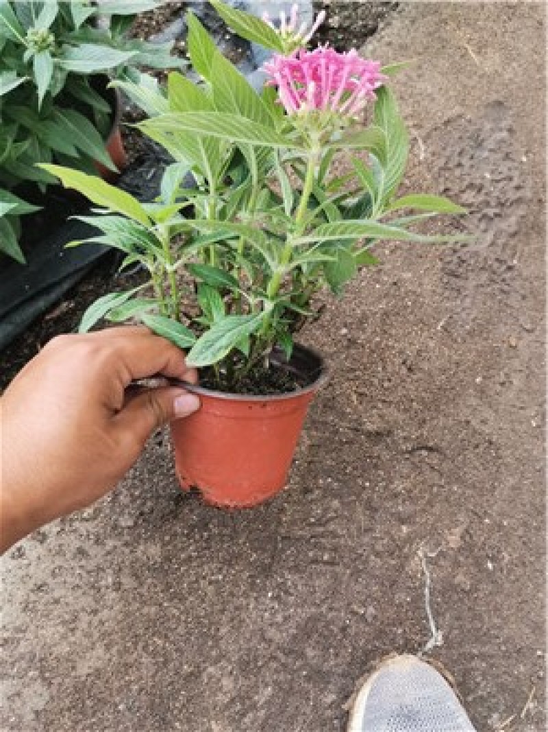 繁星花穴盘苗，五星花穴盘苗，一手货源，大量有货，容器苗