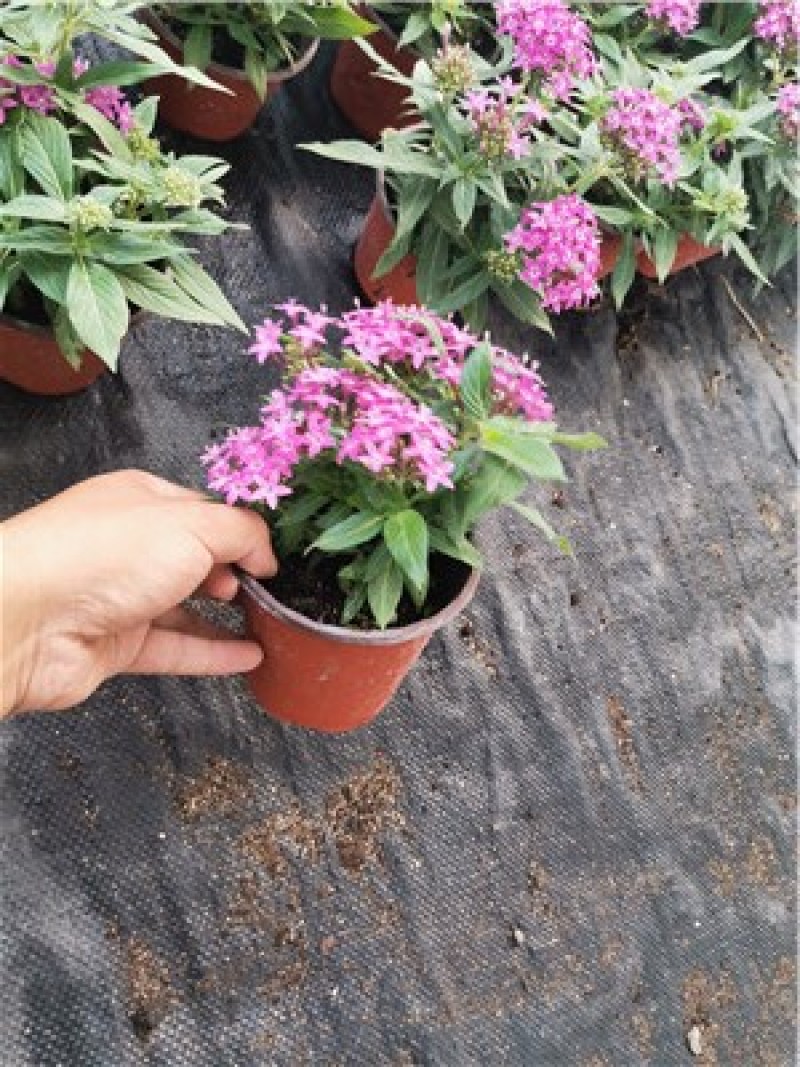 繁星花穴盘苗，五星花穴盘苗，一手货源，大量有货，容器苗