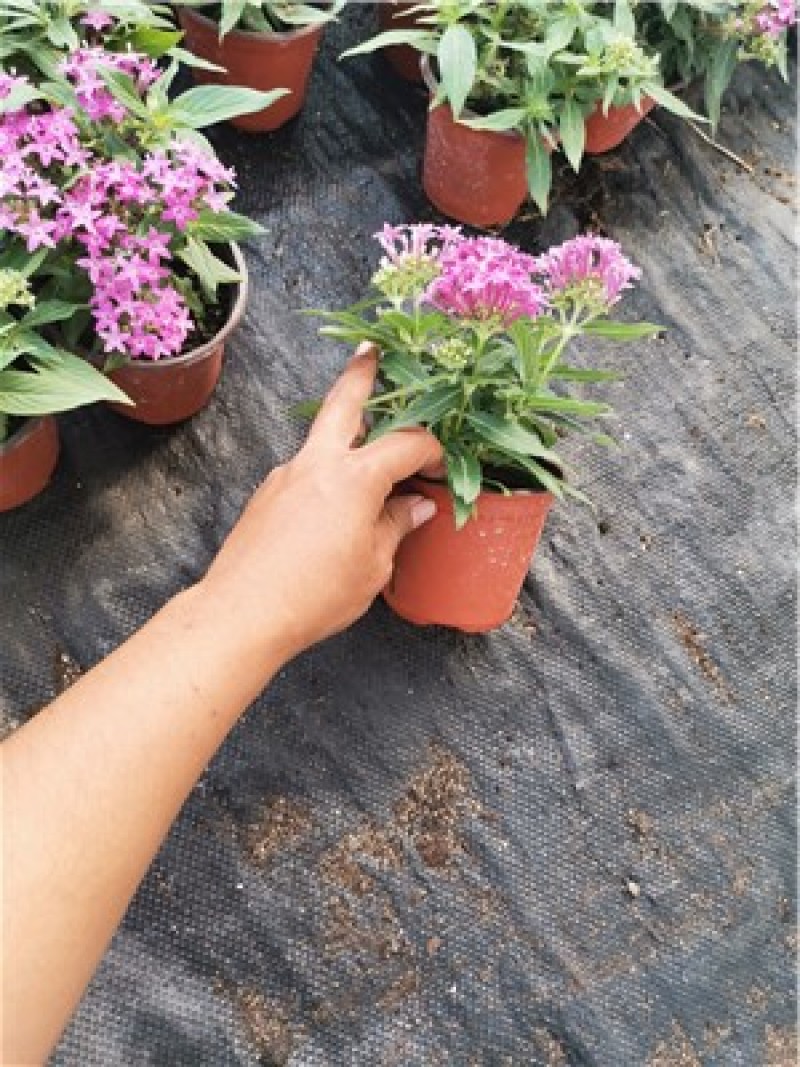 繁星花穴盘苗，五星花穴盘苗，一手货源，大量有货，容器苗
