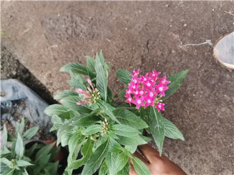 繁星花穴盘苗，五星花穴盘苗，一手货源，大量有货，容器苗