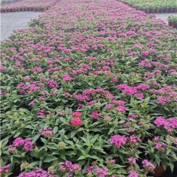 繁星花穴盘苗，五星花穴盘苗，一手货源，大量有货，容器苗