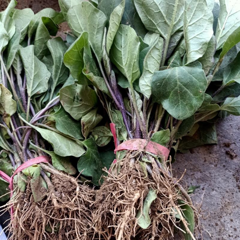 长茄子苗，五叶一v心青把茄子苗欢迎实地考察。品种权价格有