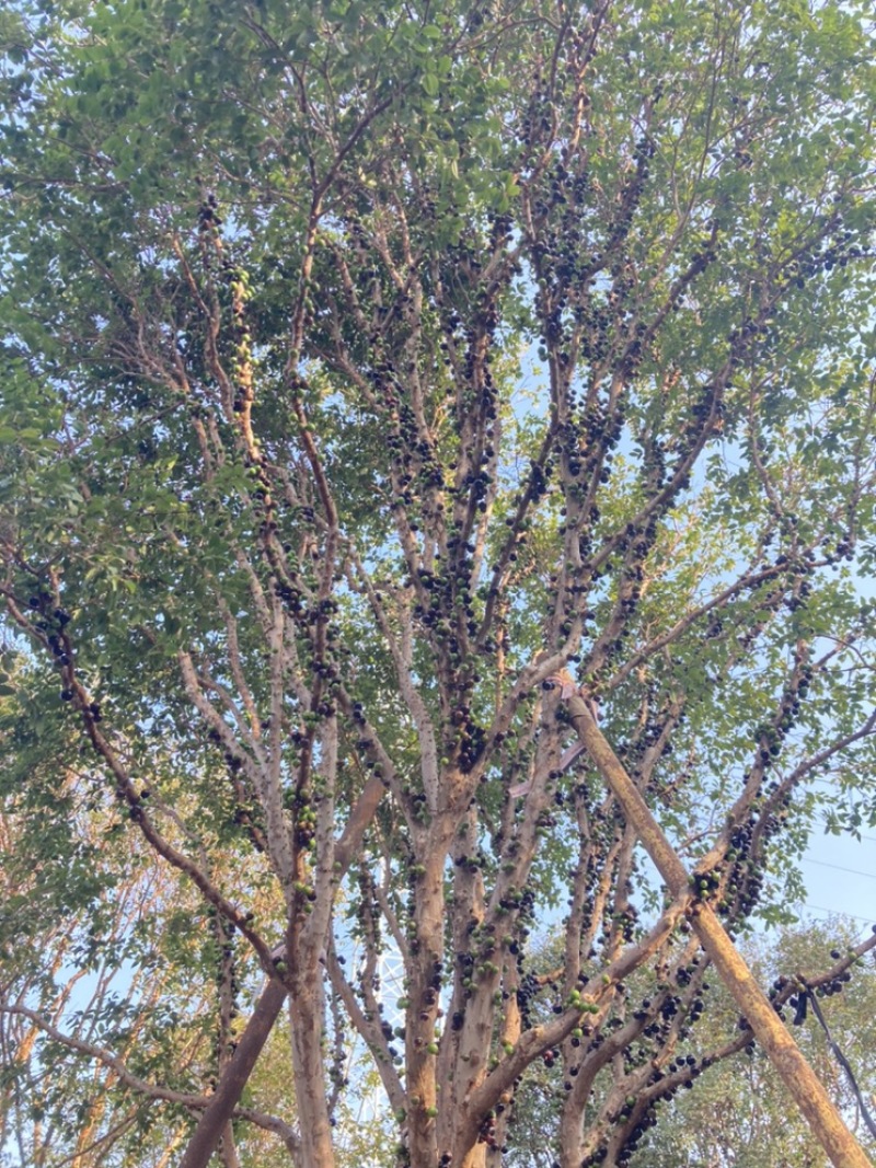 千亩嘉宝果（树葡萄）基地诚邀社区/电商/批发/零售/对接