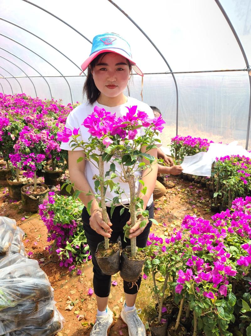 大量批发杆子高度四十分的云南紫三角梅苗