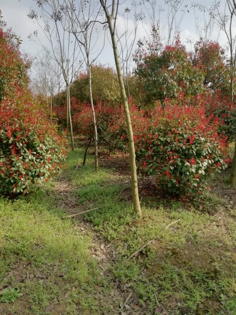 湖北孝感，红叶石楠球一米五以上，大量出售，