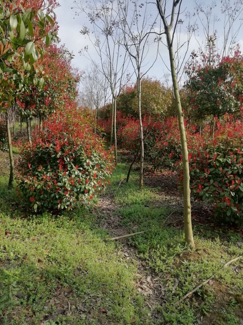 湖北孝感，红叶石楠球一米五以上，大量出售，